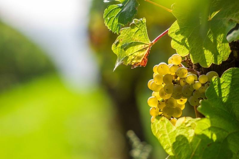 vinhos